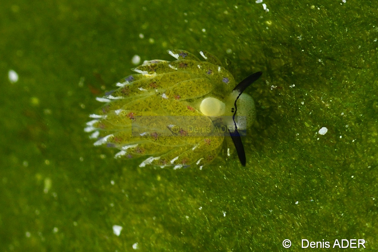 Costasiella kuroshimae mouton de mer saccoglosse--Liwutonkidi Island 2-11m-20180604-Denis-ADER-DSC_4049_tn.jpg